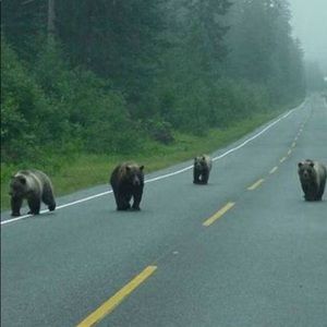 Meet your Posher, Perry